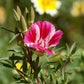 Godetia, Semi-Tall Single Mix (1/4 lb) - Grow Organic Godetia, Semi-Tall Single Mix (1/4 lb) Flower Seed & Bulbs