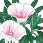 Godetia, Semi-Tall Single Mix (pack) - Grow Organic Godetia, Semi-Tall Single Mix (pack) Flower Seed & Bulbs