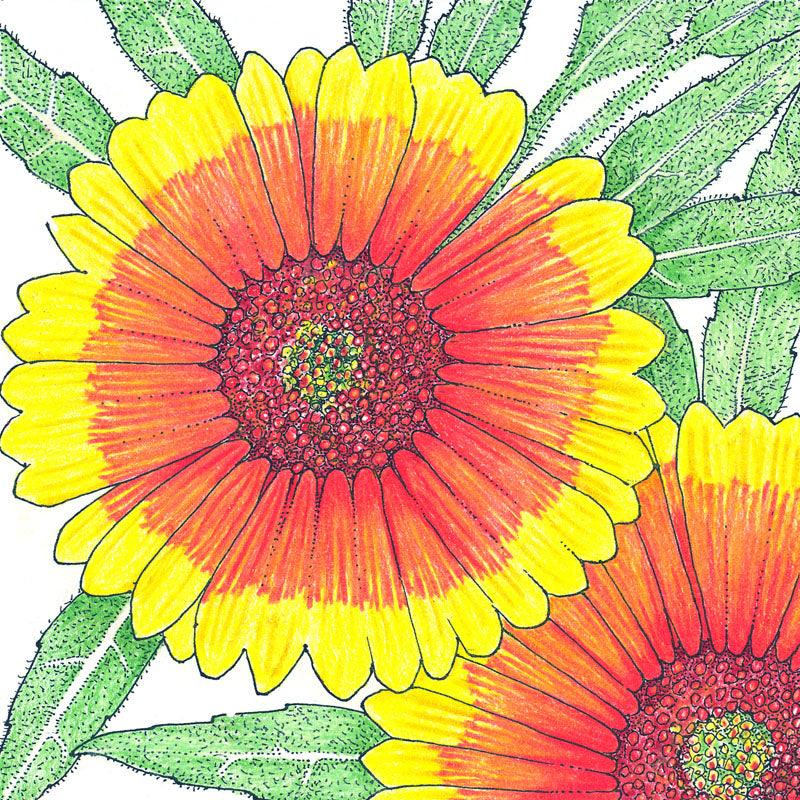 Indian Blanket (pack) - Grow Organic