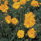 Coreopsis, Lance-Leaved (pack) - Grow Organic Coreopsis, Lance-Leaved (pack) Flower Seed & Bulbs