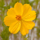 Cosmos, Yellow (pack) - Grow Organic Cosmos, Yellow (pack) Flower Seed & Bulbs