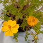 Cosmos, Yellow (pack) - Grow Organic Cosmos, Yellow (pack) Flower Seed & Bulbs