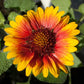 Gaillardia, Blanketflower (1/4 lb) - Grow Organic Gaillardia, Blanketflower (1/4 lb) Flower Seed & Bulbs