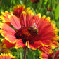Gaillardia, Blanketflower (1/4 lb) - Grow Organic Gaillardia, Blanketflower (1/4 lb) Flower Seed & Bulbs