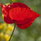 Poppy, Corn (1/4 lb) - Grow Organic Poppy, Corn (1/4 lb) Flower Seeds