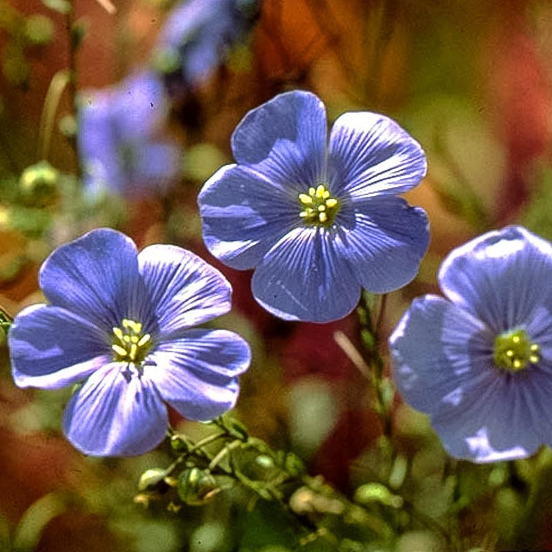 Flax, Blue (pack) - Grow Organic Flax, Blue (pack) Flower Seed & Bulbs