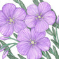 Flax, Blue (pack) - Grow Organic Flax, Blue (pack) Flower Seed & Bulbs