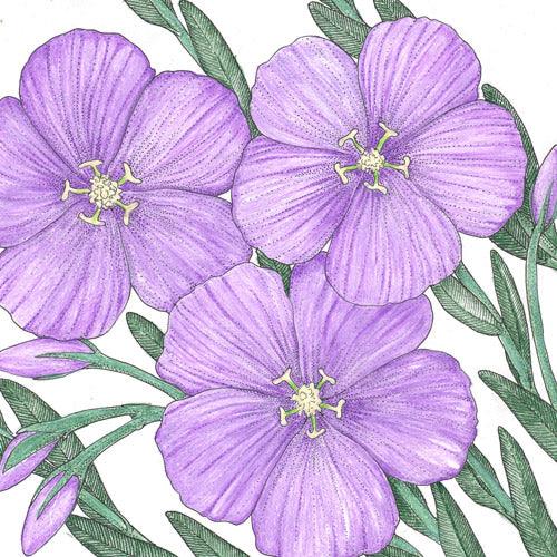 Flax, Blue (pack) - Grow Organic Flax, Blue (pack) Flower Seed & Bulbs