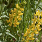 Lupine, Yellow (pack) - Grow Organic Lupine, Yellow (pack) Flower Seeds