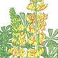 Lupine, Yellow (pack) - Grow Organic Lupine, Yellow (pack) Flower Seeds