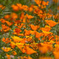 Poppy, California Golden (1/4 lb) - Grow Organic Poppy, California Golden (1/4 lb) Flower Seeds