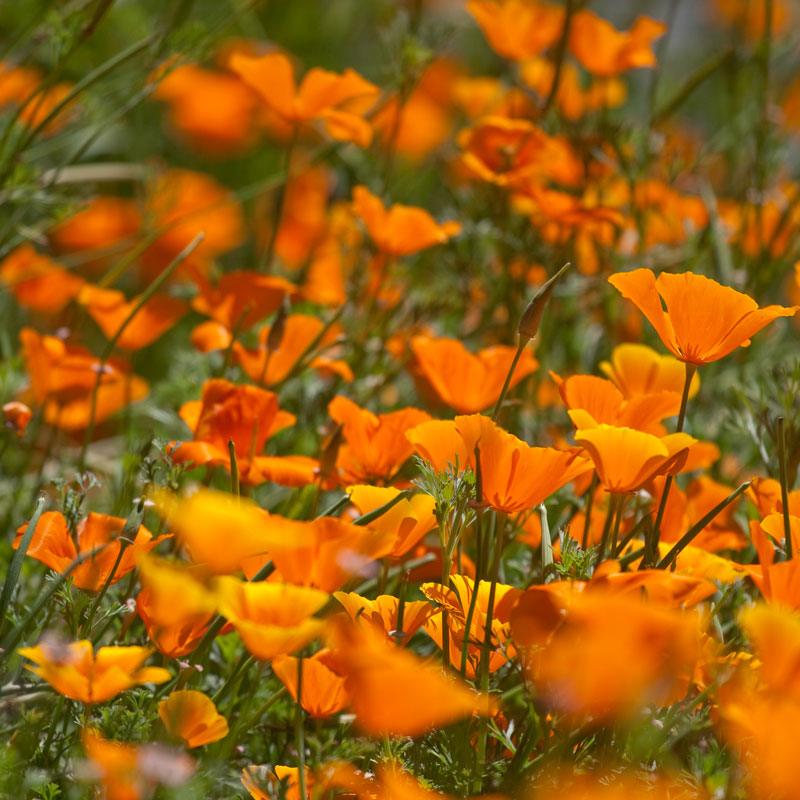 Poppy, California Golden (pack) - Grow Organic Poppy, California Golden (pack) Flower Seeds