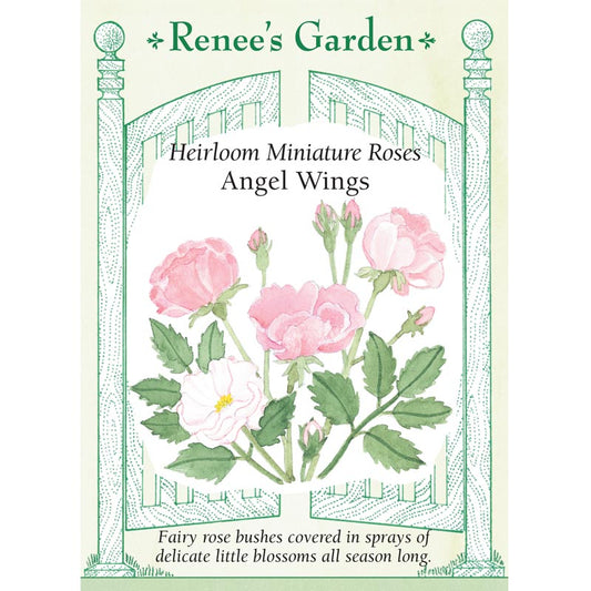 Renee's Garden Rose Miniature Angel Wings - Grow Organic Renee's Garden Rose Miniature Angel Wings Flower Seed & Bulbs