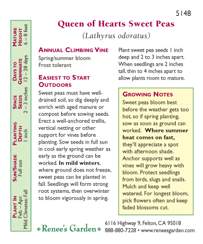 Renee's Garden Sweet Pea Antique Queen of Hearts Renee's Garden Sweet Pea Antique Queen of Hearts Flower Seed & Bulbs