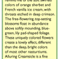 Renee's Garden Hummingbird Nasturtium Creamsicle (Heirloom) Renee's Garden Hummingbird Nasturtium Creamsicle (Heirloom) Flower Seed & Bulbs