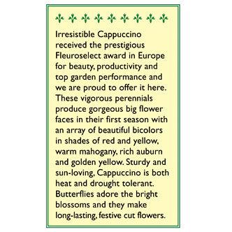 Renee's Garden Rudbeckia Cappuccino (Butterfly) Renee's Garden Rudbeckia Cappuccino (Butterfly) Flower Seed & Bulbs