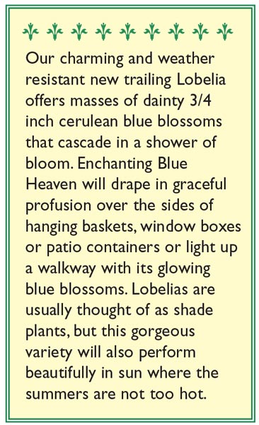 Renee's Garden Lobelia Windowbox Blue Heaven - Grow Organic Renee's Garden Lobelia Windowbox Blue Heaven Flower Seed & Bulbs