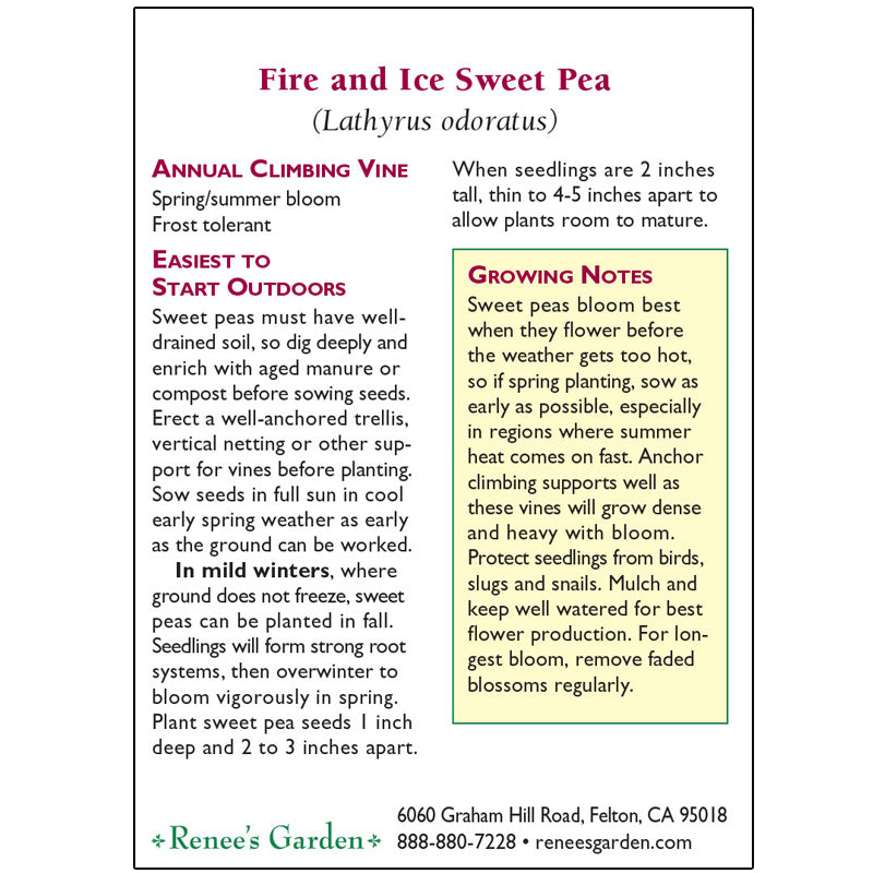 Renee's Garden Sweet Pea Fire and Ice - Grow Organic Renee's Garden Sweet Pea Fire and Ice Flower Seed & Bulbs