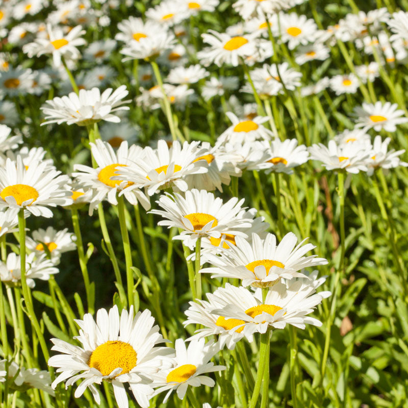 Daisy, Shasta (1/4 lb) - Grow Organic Daisy, Shasta (1/4 lb) Flower Seed & Bulbs