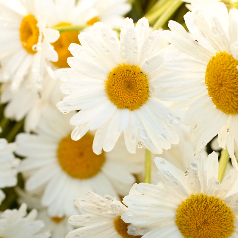 Daisy, Shasta (pack) - Grow Organic Daisy, Shasta (pack) Flower Seed & Bulbs