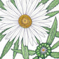 Daisy, Shasta (pack) - Grow Organic Daisy, Shasta (pack) Flower Seed & Bulbs