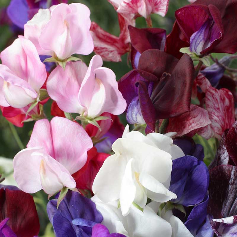 Sweet Pea, Old Spice Mix (pack) - Grow Organic Sweet Pea, Old Spice Mix (pack) Flower Seeds