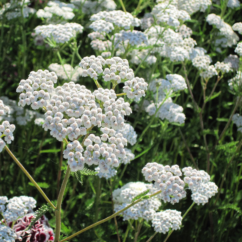 Yarrow, White (pack) - Grow Organic Yarrow, White (pack) Flower Seeds