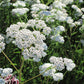 Yarrow, White (1/4 lb) - Grow Organic Yarrow, White (1/4 lb) Flower Seeds