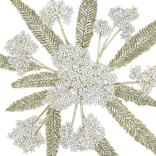 Yarrow, White (pack) - Grow Organic Yarrow, White (pack) Flower Seeds