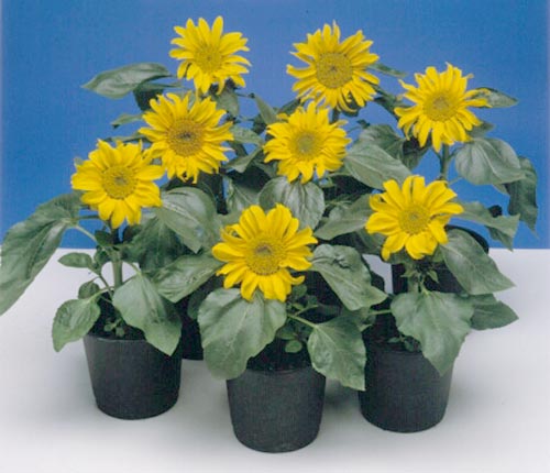 Organic Sunflower, Dwarf Sunspot  (1/4 lb) - Grow Organic Organic Sunflower, Dwarf Sunspot  (1/4 lb) Flower Seed & Bulbs