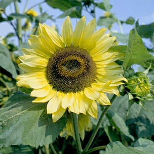 Organic Sunflower, Lemon Queen (1/4 lb) - Grow Organic Organic Sunflower, Lemon Queen (1/4 lb) Flower Seed & Bulbs