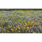 California Native Blue & Gold Wildflower Mix (1/4 lb) California Native Blue & Gold Wildflower Mix (1/4 lb) Flower Seeds