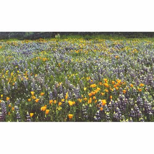 northern california wildflower seed mix California Native Blue & Gold Wildflower Mix (1/4 lb)