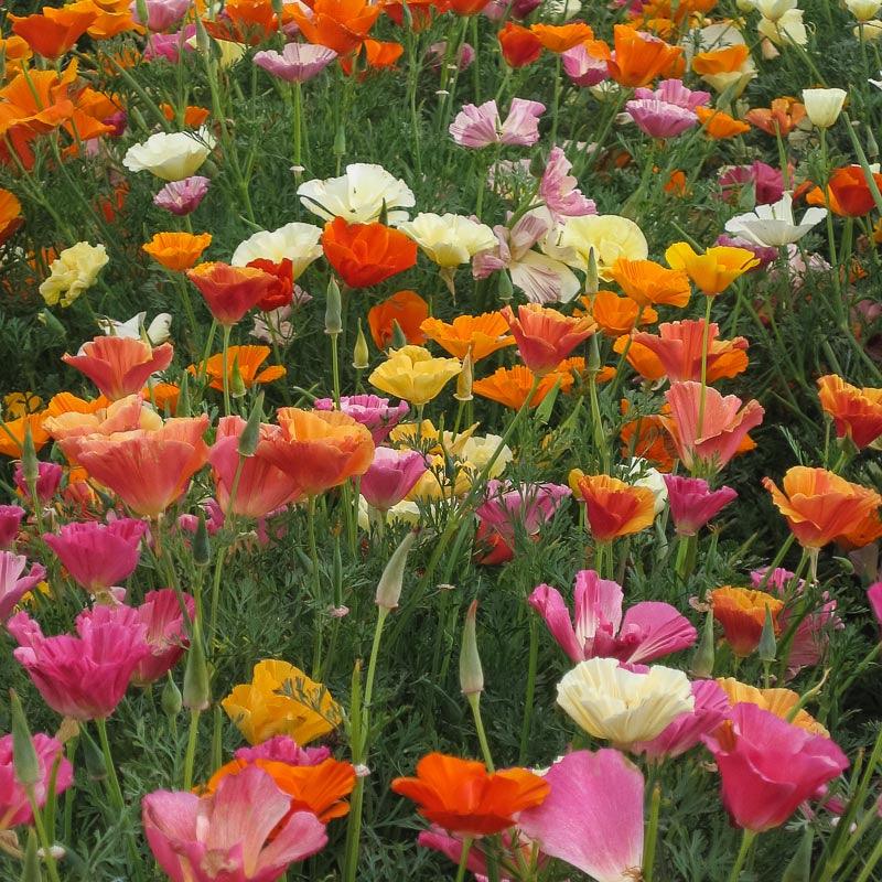 California Poppy, Mission Bells (1/4 lb) - Grow Organic California Poppy, Mission Bells (1/4 lb) Flower Seeds
