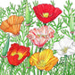 California Poppy, Mission Bells - Grow Organic California Poppy, Mission Bells Flower Seeds