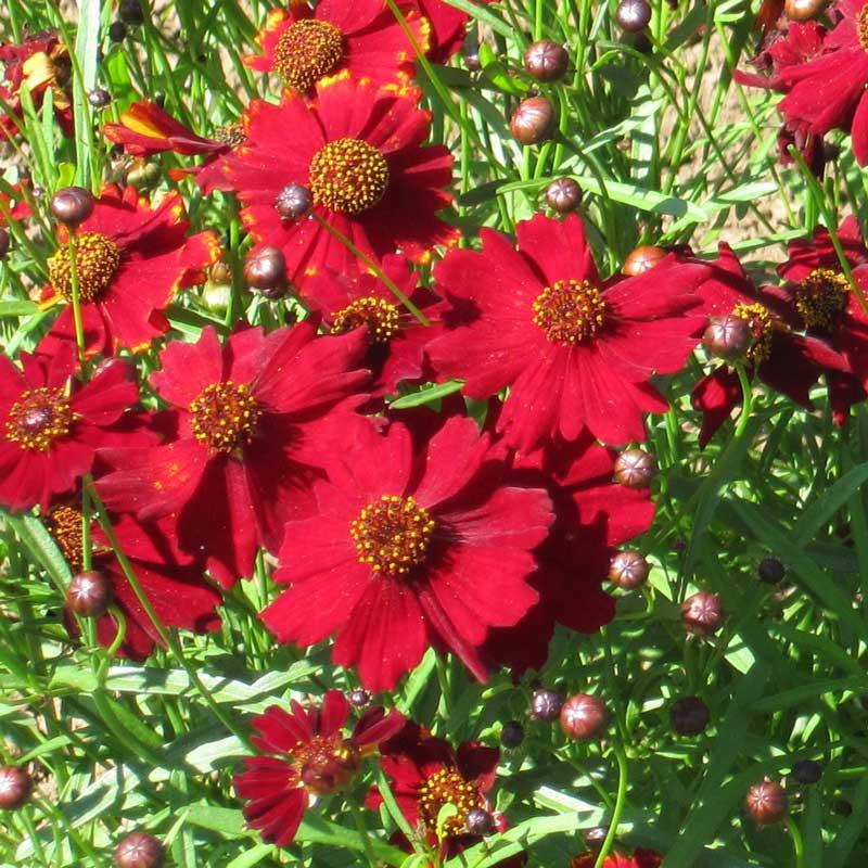 Coreopsis, Dwarf Plains Red (pack) - Grow Organic Coreopsis, Dwarf Plains Red (pack) Flower Seed & Bulbs