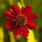 Coreopsis, Dwarf Plains Red (pack) - Grow Organic Coreopsis, Dwarf Plains Red (pack) Flower Seed & Bulbs