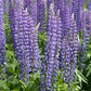 Lupine, Perennial (pack) - Grow Organic