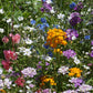 North American Shade Wildflower Mix (1/4 lb) - Grow Organic North American Shade Wildflower Mix (1/4 lb) Flower Seeds