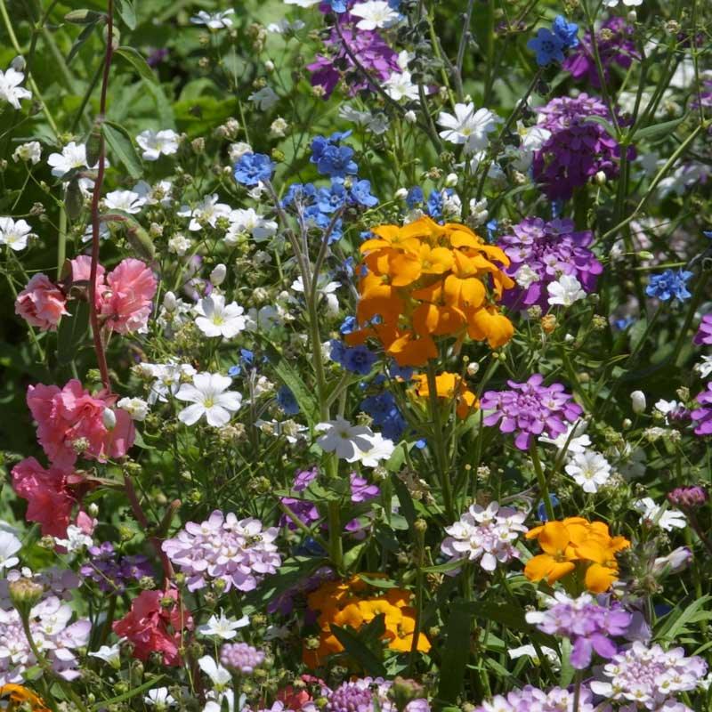 american seed wildflower blend shade area North American Shade Wildflower Mix (1/4 lb)