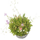 North American Shade Wildflower Mix (pack) - Grow Organic North American Shade Wildflower Mix (pack) Flower Seeds