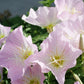 Evening Primrose, Showy (pack) - Grow Organic