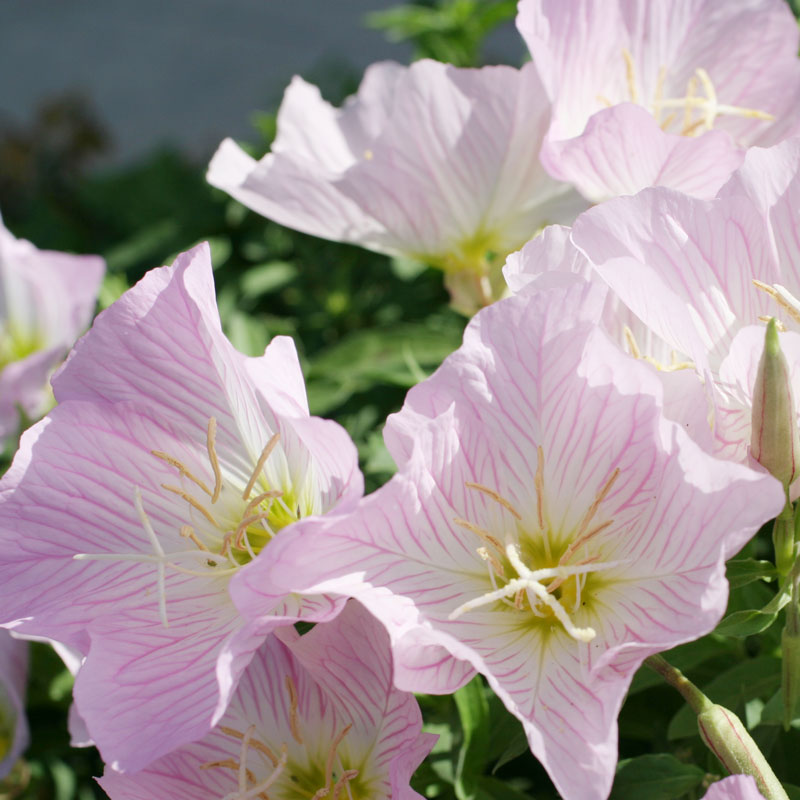 Evening Primrose, Showy (pack) - Grow Organic Evening Primrose, Showy (pack) Flower Seed & Bulbs