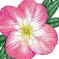 Evening Primrose, Showy (pack) - Grow Organic