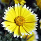 Tidy Tips (pack) - Grow Organic Tidy Tips (pack) Flower Seeds