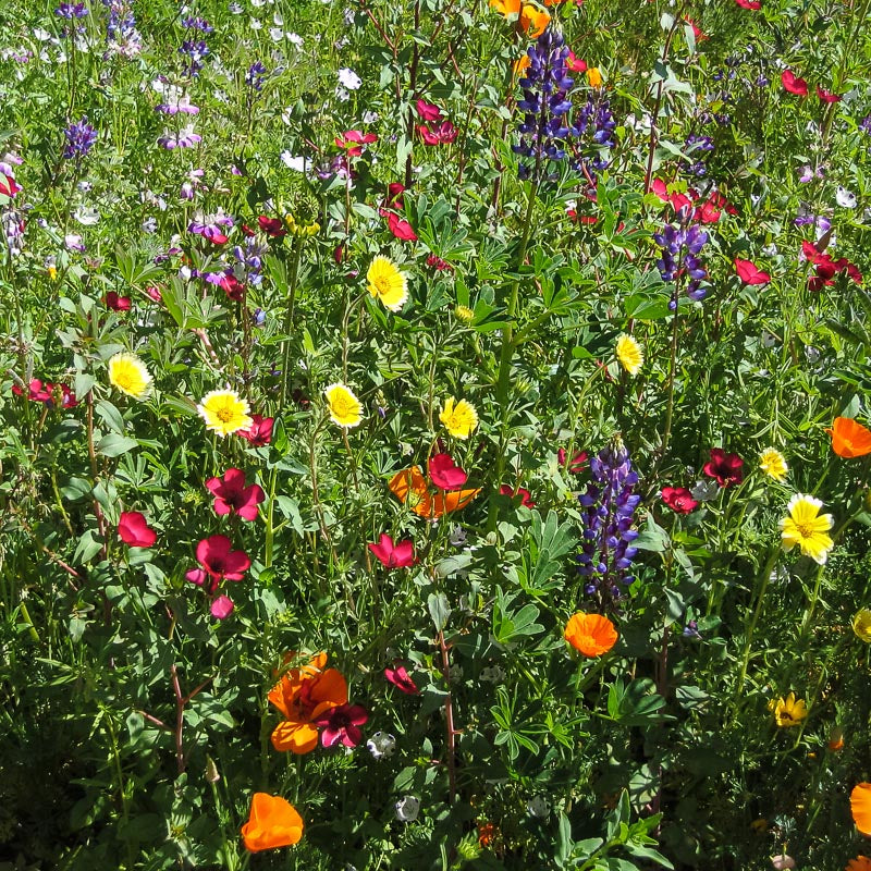 California Native Wildflower Mix (1/4 lb) - Grow Organic California Native Wildflower Mix (1/4 lb) Flower Seeds
