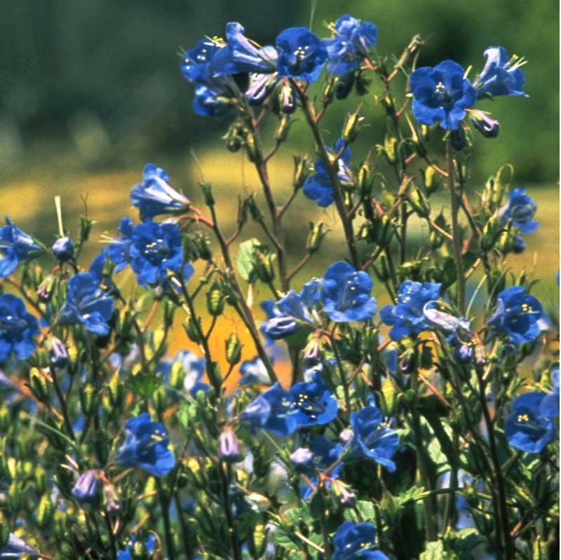 California Blue Bells (pack) - Grow Organic California Blue Bells (pack) Flower Seeds