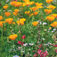 California Native Wildflower Mix (pack) - Grow Organic California Native Wildflower Mix (pack) Flower Seeds