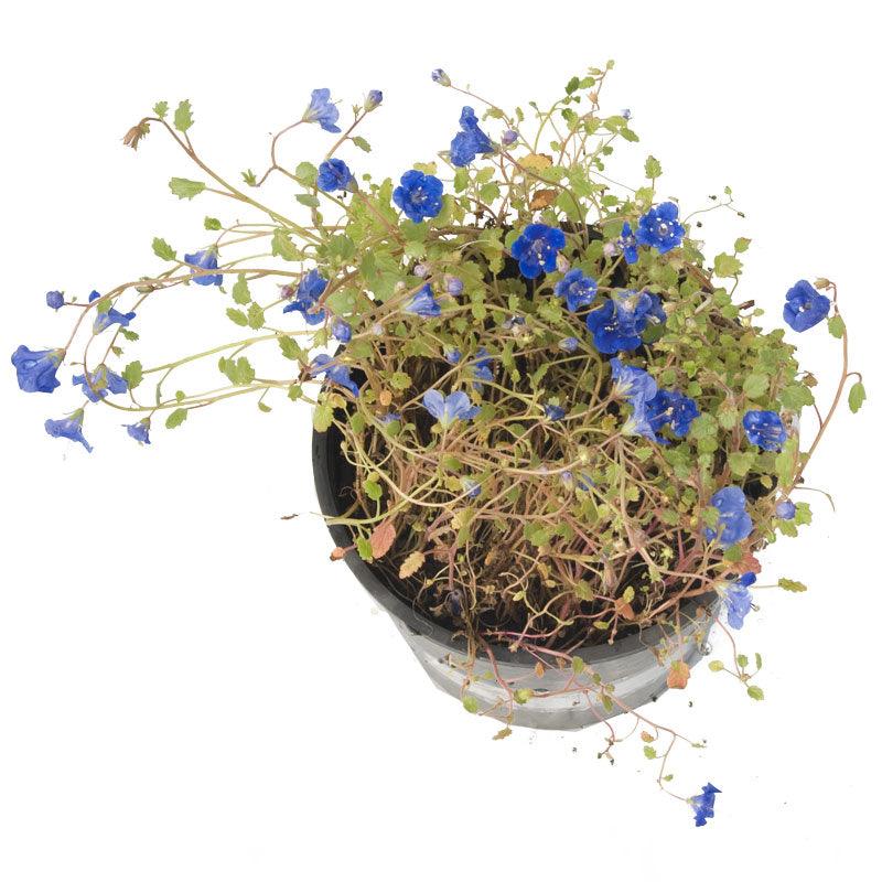 can you plant bluebells in pots California Blue Bells (pack)