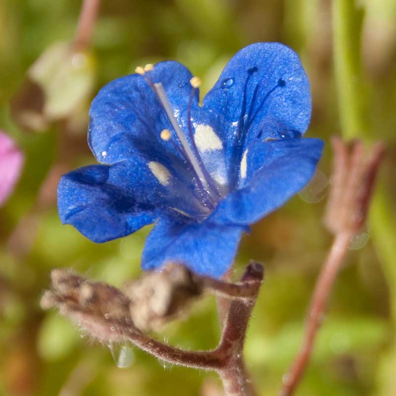 California Blue Bells (pack) - Grow Organic California Blue Bells (pack) Flower Seeds